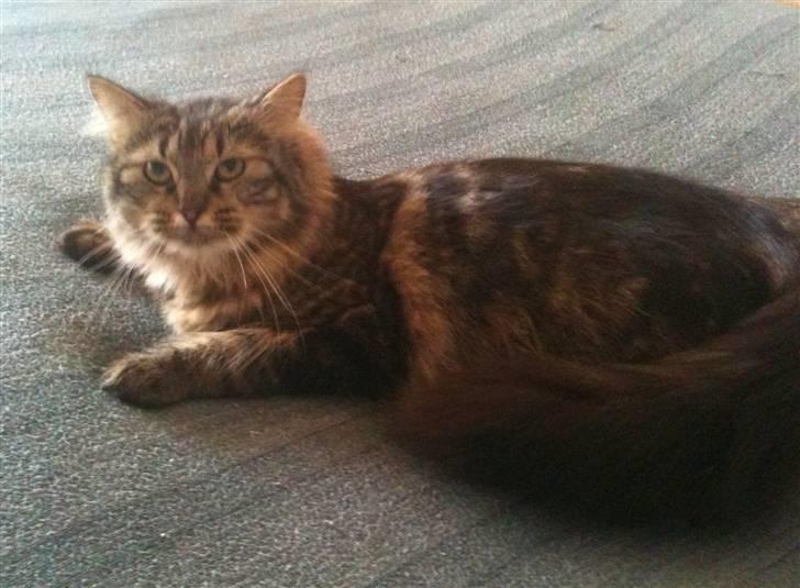 Maine Coon Amanda   -   SOLGT billede 5