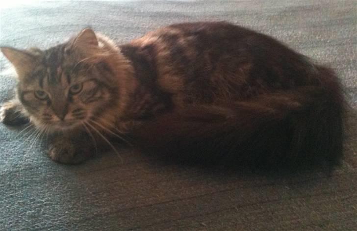 Maine Coon Amanda   -   SOLGT billede 6