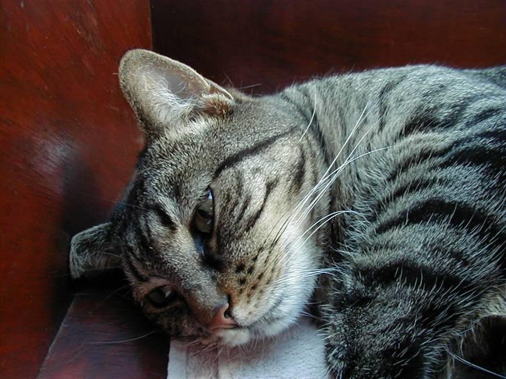 Huskat Filla billede 1