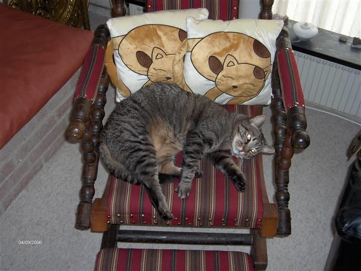 Huskat Filla billede 2