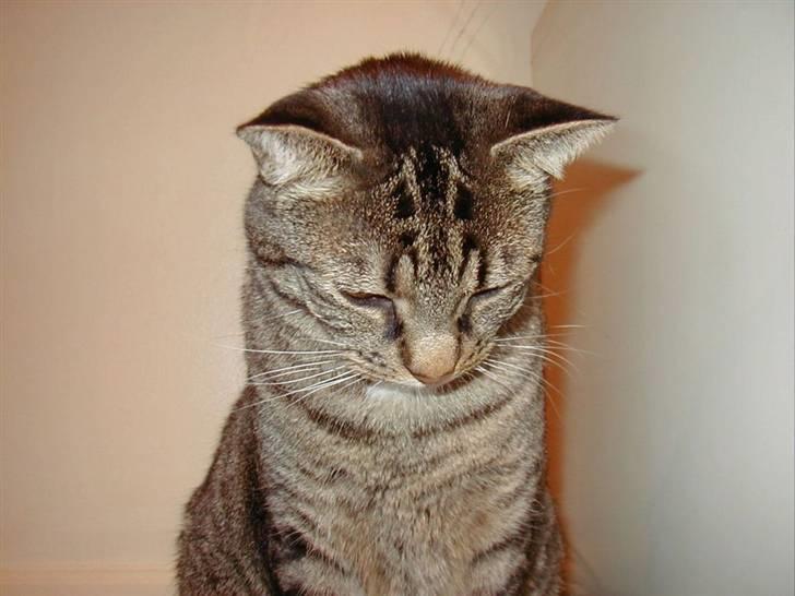 Huskat Filla billede 3