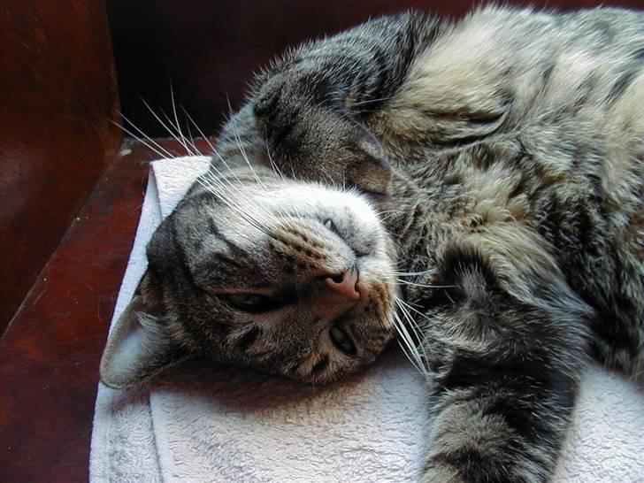 Huskat Filla billede 4