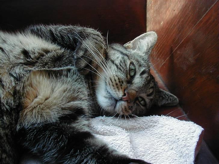 Huskat Filla billede 5