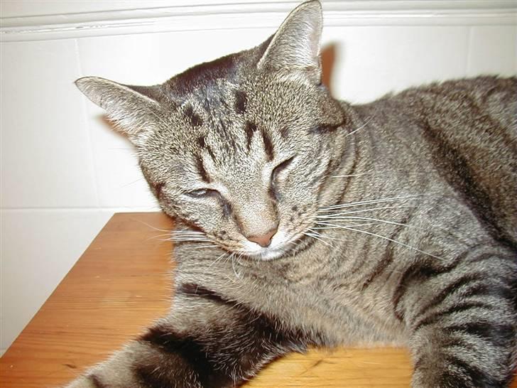 Huskat Filla billede 6