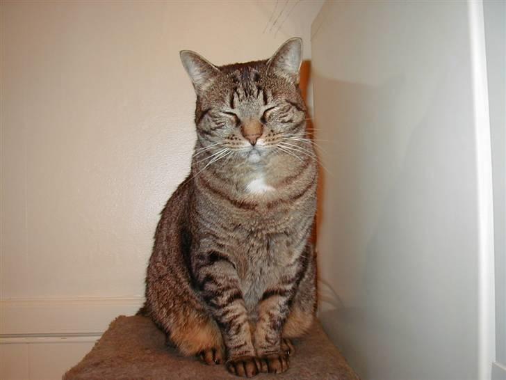 Huskat Filla billede 7