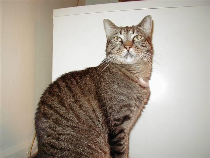 Huskat Filla billede 8