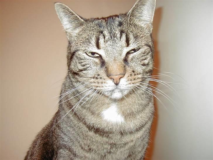 Huskat Filla billede 9