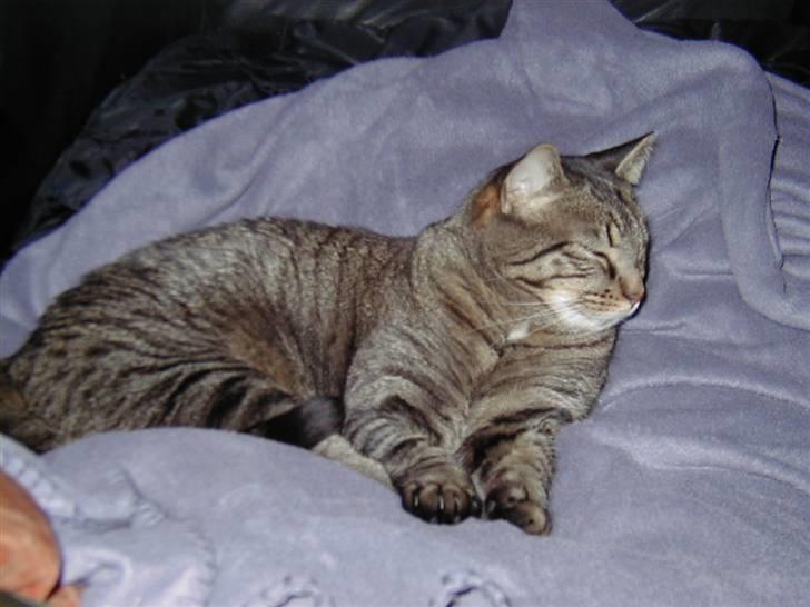 Huskat Filla billede 10