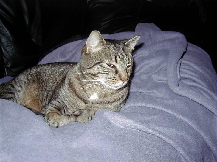 Huskat Filla billede 11