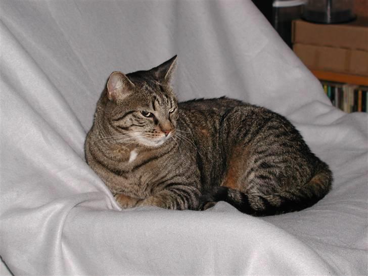 Huskat Filla billede 12