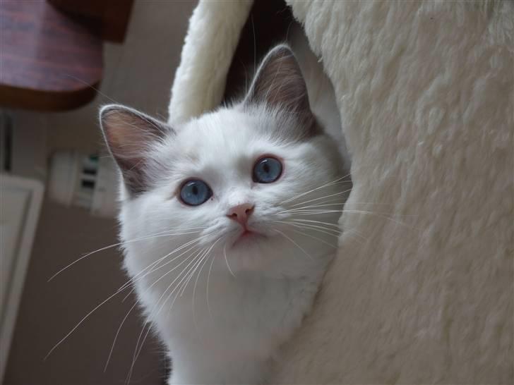 Ragdoll DK Vandoll Eternal Enya billede 7
