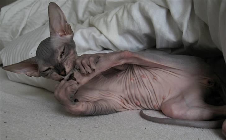 Sphynx Nemesis billede 8