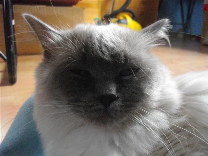 Ragdoll Knirke billede 1