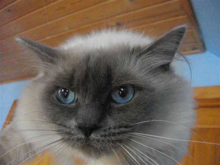 Ragdoll Knirke billede 2