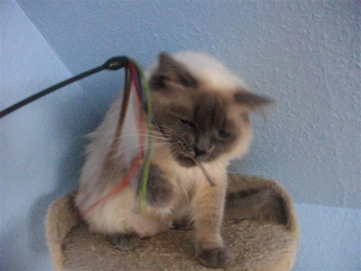 Ragdoll Knirke billede 3