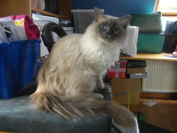 Ragdoll Knirke billede 4