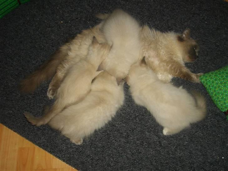 Ragdoll Knirke billede 5