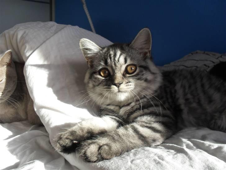 British Shorthair Bamse billede 1