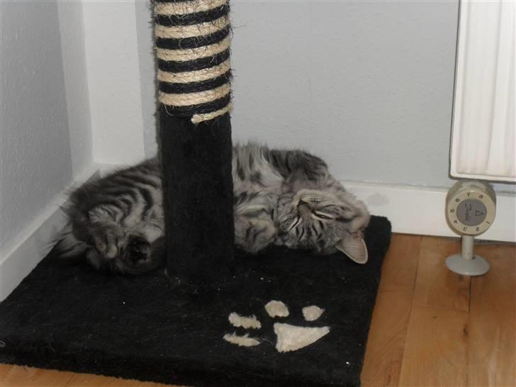 British Shorthair Bamse billede 2