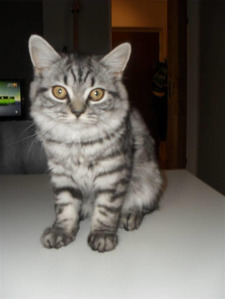 British Shorthair Bamse billede 4