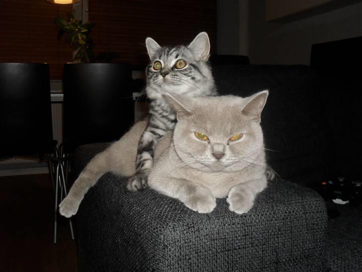 British Shorthair Bamse billede 5