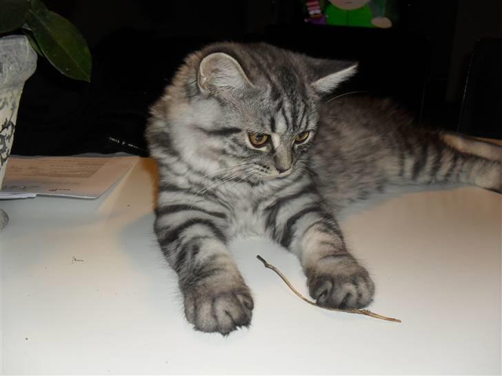 British Shorthair Bamse billede 6