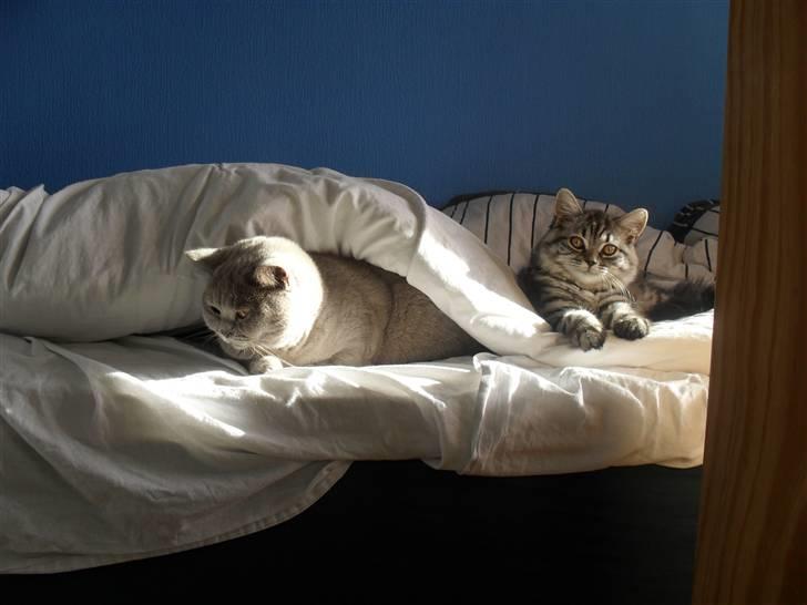 British Shorthair Bamse billede 7