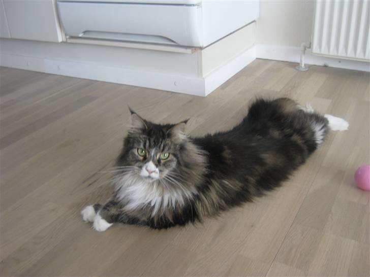 Maine Coon Cute Coon´s Nala billede 1
