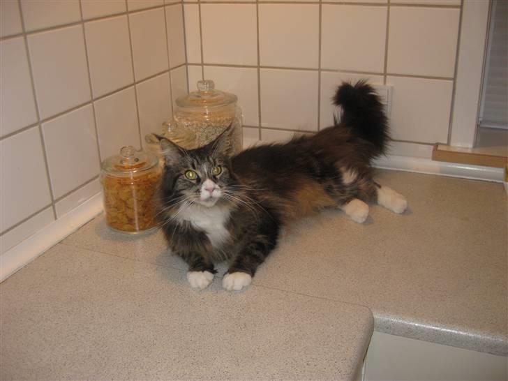Maine Coon Cute Coon´s Nala billede 2