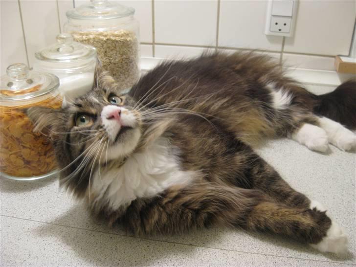 Maine Coon Cute Coon´s Nala billede 3