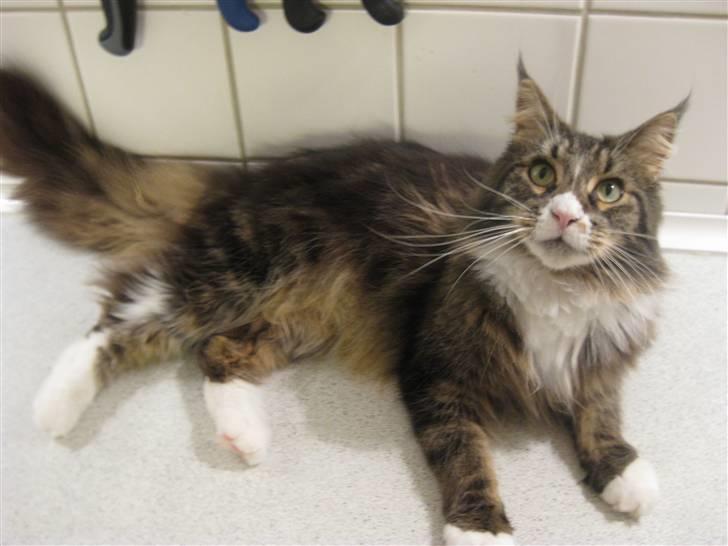 Maine Coon Cute Coon´s Nala billede 4