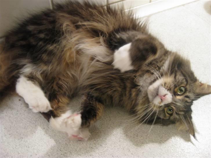 Maine Coon Cute Coon´s Nala billede 5