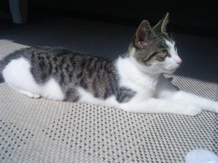 Huskat Citta billede 1