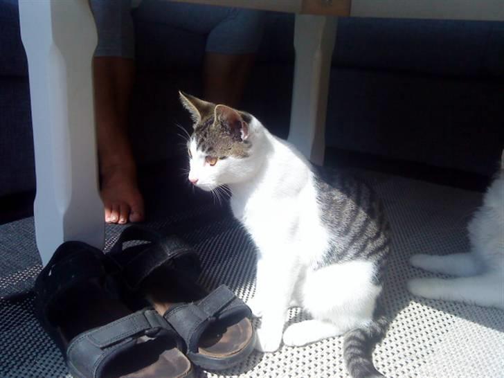 Huskat Citta billede 2