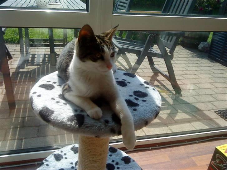 Huskat Citta billede 3