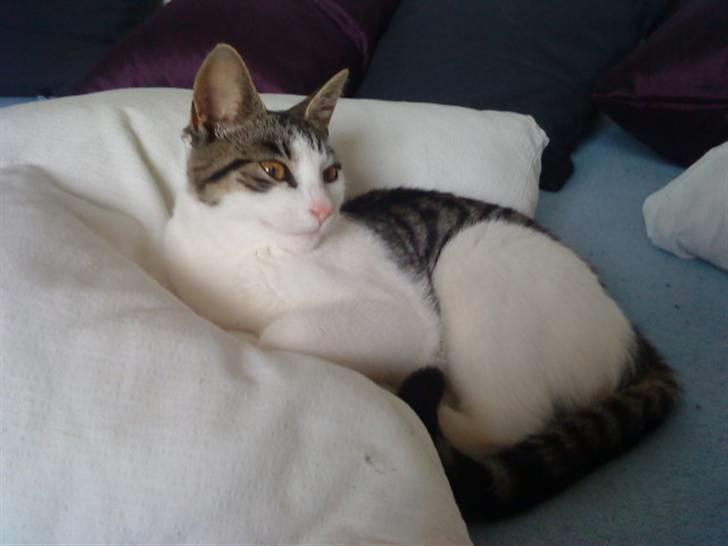 Huskat Citta billede 4