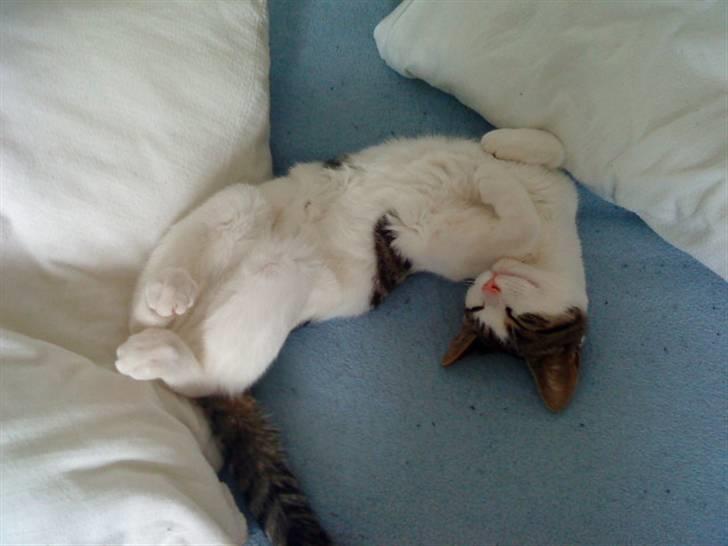 Huskat Citta billede 5