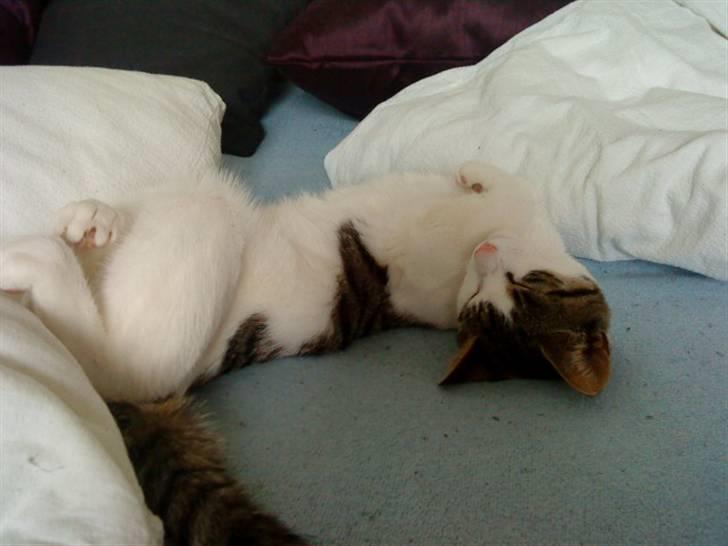 Huskat Citta billede 6