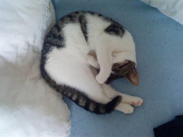 Huskat Citta billede 7