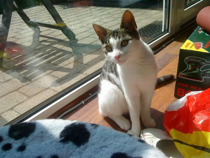 Huskat Citta billede 8