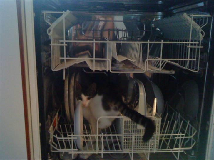 Huskat Citta - "Jeg kan da sagtens vende mig herinde. Eller hvad?" :D billede 9