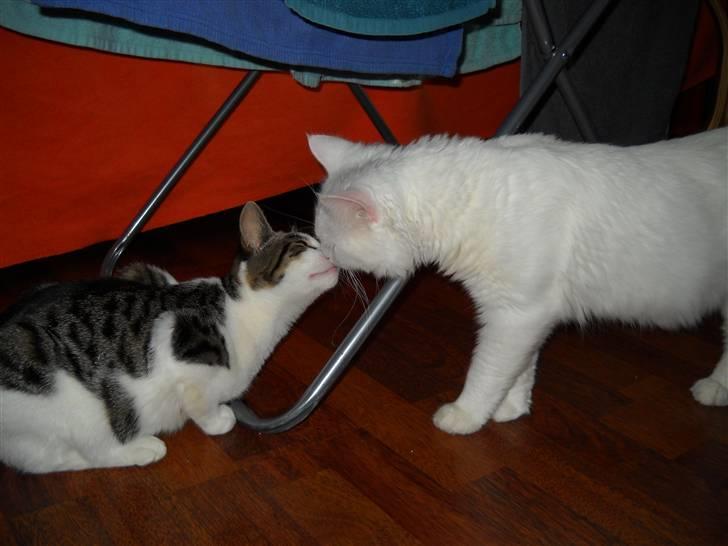 Huskat Citta - Nurh. Et bette kys :i billede 10