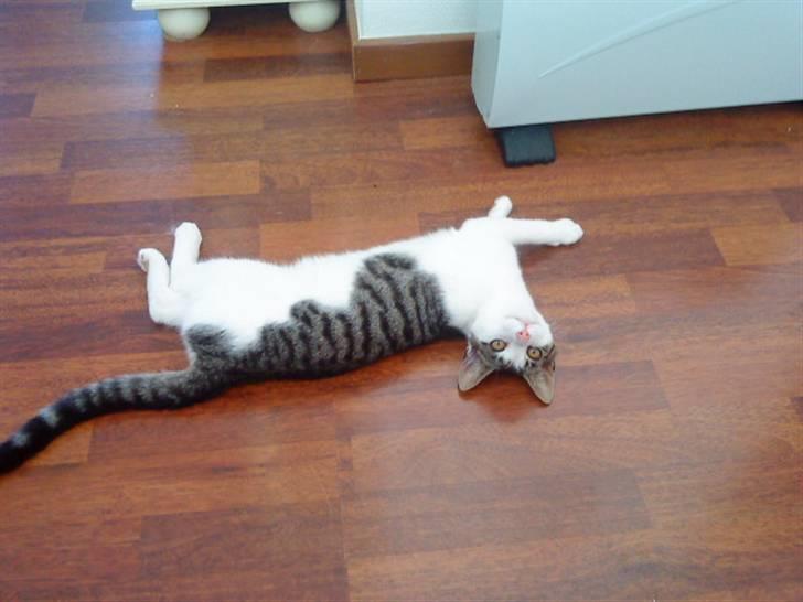 Huskat Citta - Store øjene :D billede 11