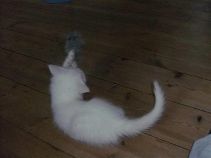 Maine Coon Putte - leegggeee billede 18