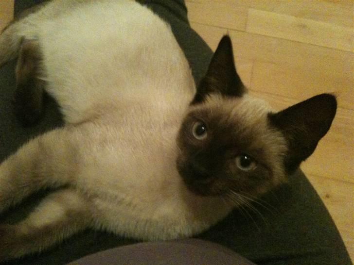 Blanding af racer Lille Mis billede 1