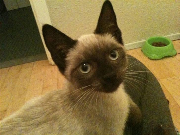 Blanding af racer Lille Mis billede 2