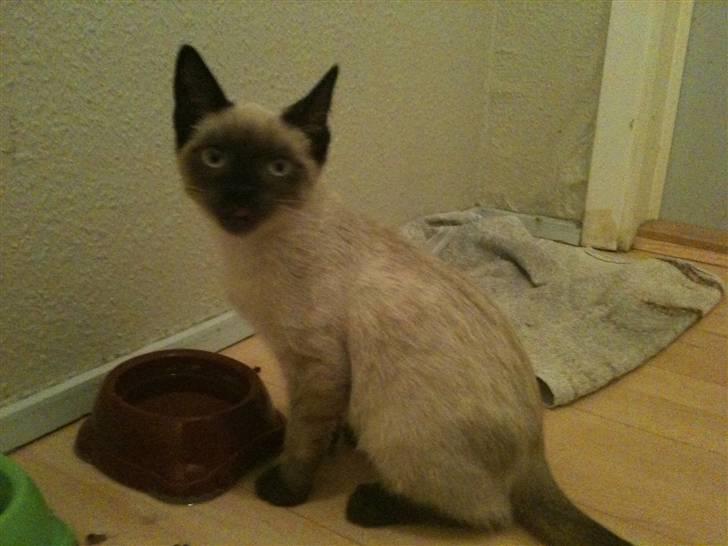 Blanding af racer Lille Mis billede 3