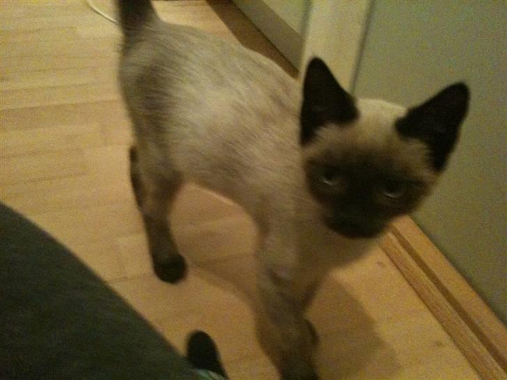 Blanding af racer Lille Mis billede 4