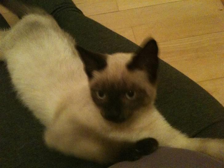 Blanding af racer Lille Mis billede 5