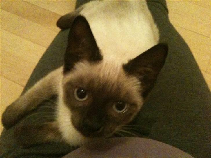 Blanding af racer Lille Mis billede 6